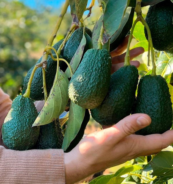 Avocado Hass | Fornitori di avocado per hotel e ristoranti