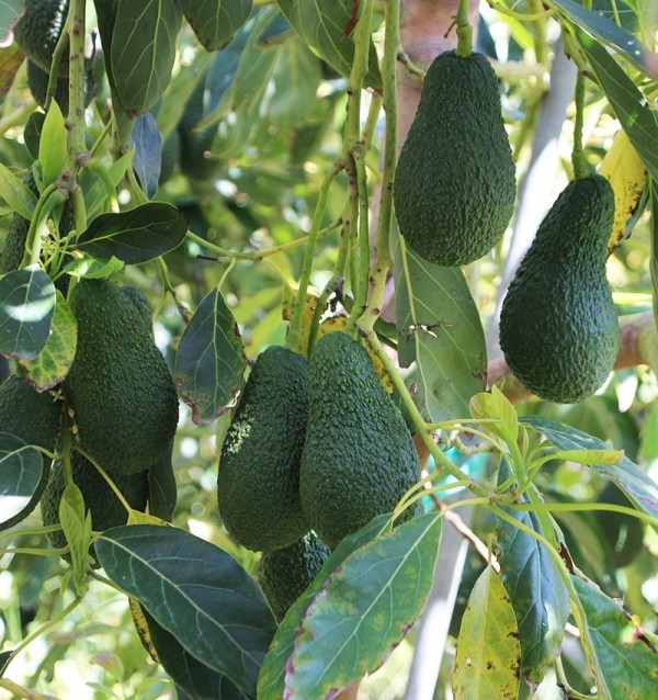 Avocado Hass | Fornitori di avocado per hotel e ristoranti