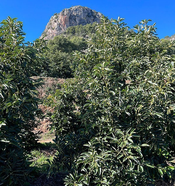 Avocado Hass | Fornitori di avocado per hotel e ristoranti