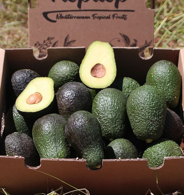 Avocado Hass | Fornitori di avocado per hotel e ristoranti