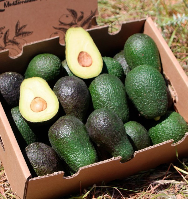 Avocado Hass | Fornitori di avocado per hotel e ristoranti