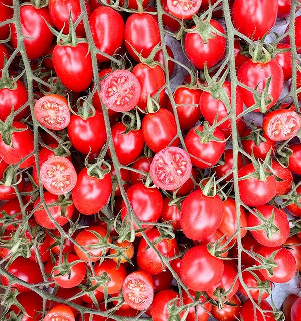 Pomodoro Cherry HORECA | Fornitori di Pomodoro Cherry per Hotel e Ristoranti