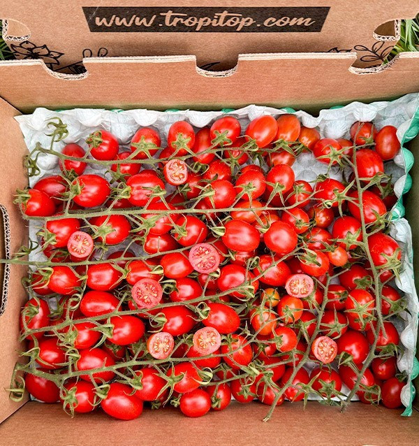 Cherrytomaten HORECA | Cherrytomaten-Lieferanten für Hotels und Restaurants