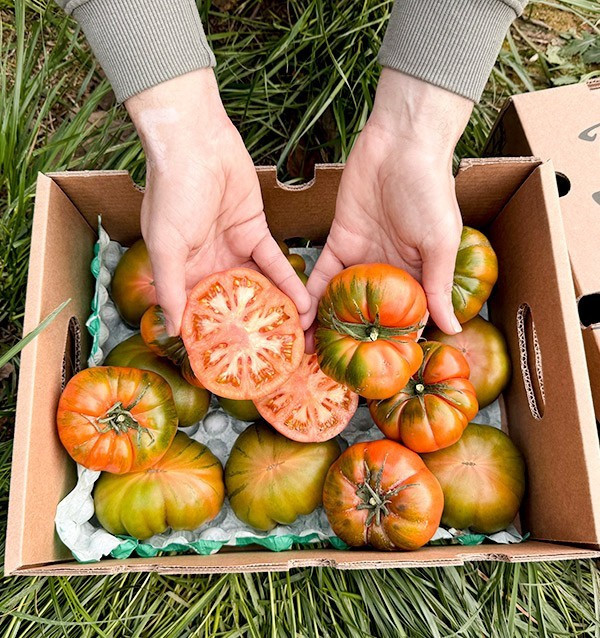 Tomates Raf HORECA | Fornecedores de Tomate Raf para Hotéis e Restaurantes