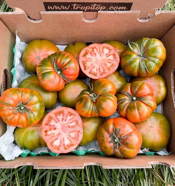 Raf Tomatoes HORECA | Raf Tomato Suppliers for Hotels and Restaurants