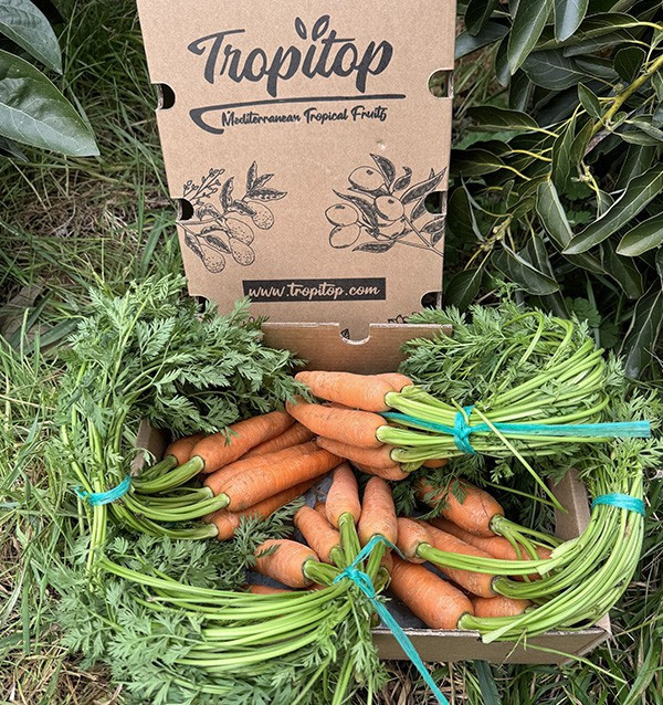 Carrots HORECA | Carrot Suppliers for Hotels and Restaurants