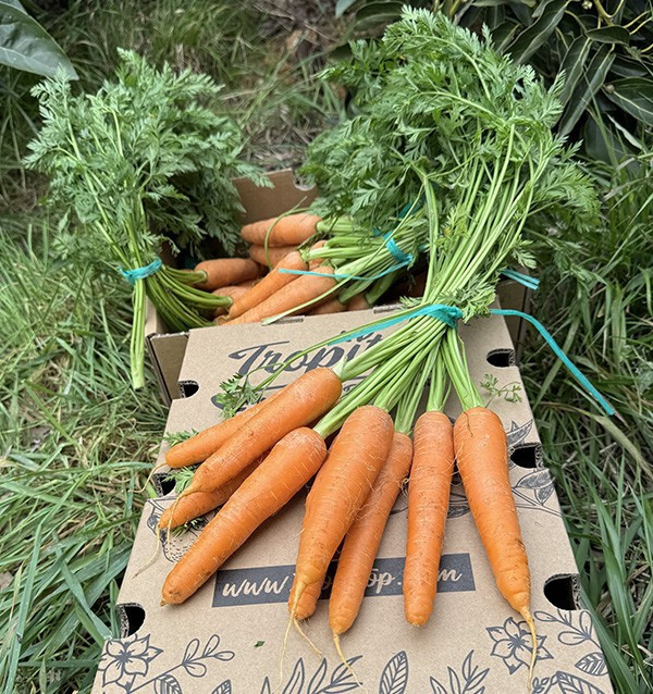 Carottes HORECA | Fournisseurs de Carottes pour Hôtels et Restaurants