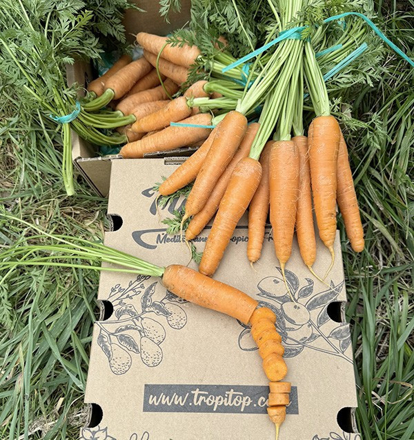 Carrots HORECA | Carrot Suppliers for Hotels and Restaurants