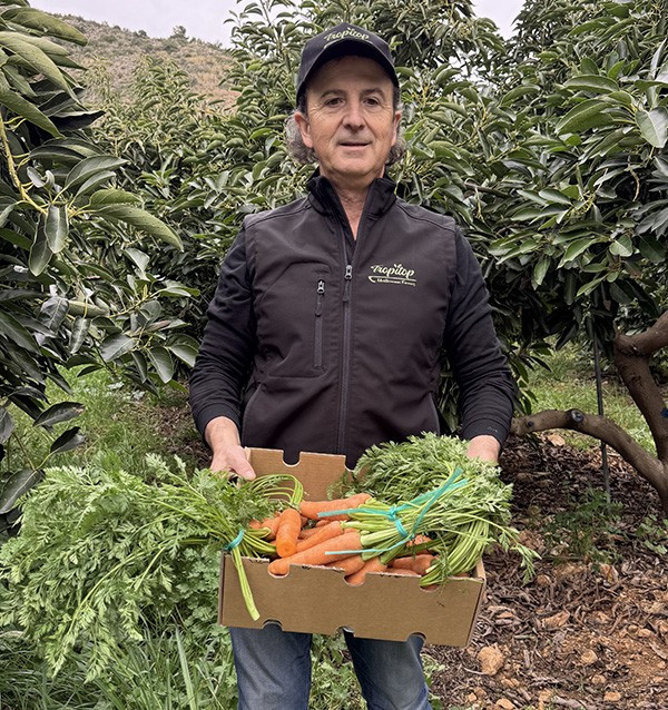 Carrots HORECA | Carrot Suppliers for Hotels and Restaurants