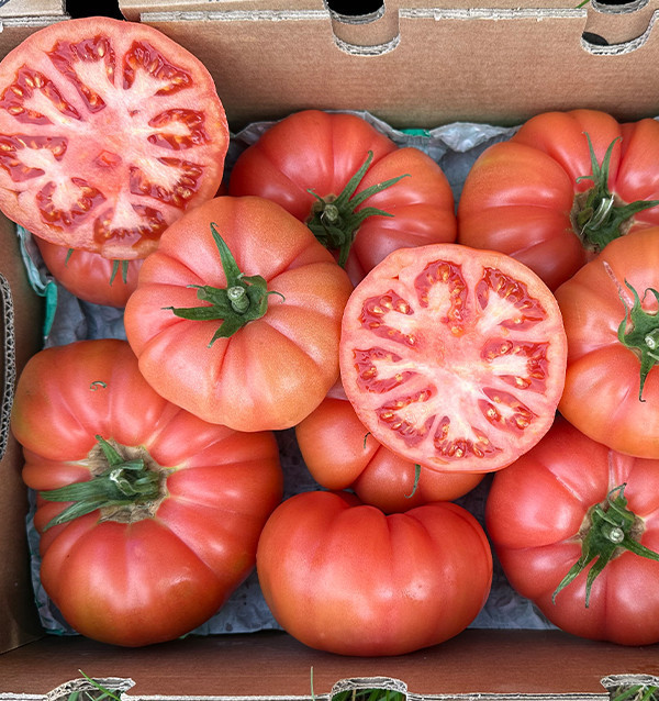 Pink Tomato HORECA | Suppliers of Pink Tomatoes for Hotels and Restaurants
