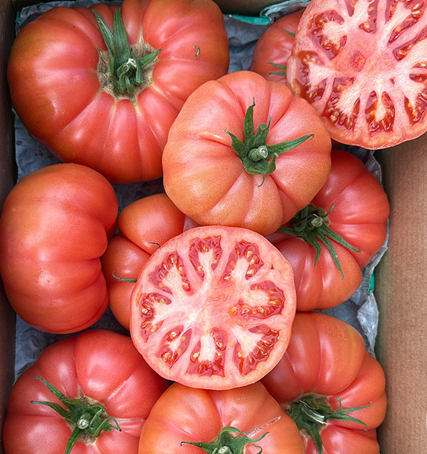 Tomate Rose HORECA | Fournisseurs de Tomate Rose pour Hôtels et Restaurants