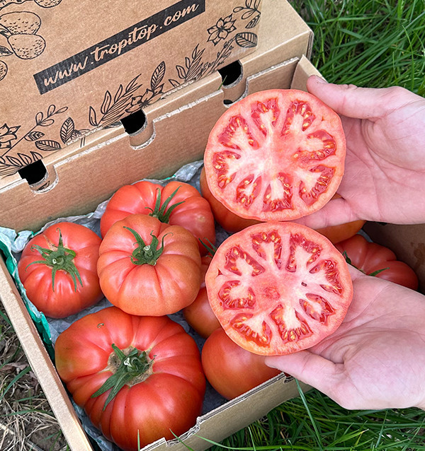 Rosa Tomaten HORECA | Lieferanten von Rosa Tomaten für Hotels und Restaurants