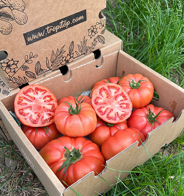 Rosa Tomaten HORECA | Lieferanten von Rosa Tomaten für Hotels und Restaurants