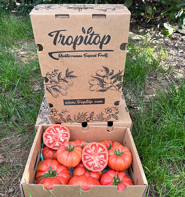 Tomate Rose HORECA | Fournisseurs de Tomate Rose pour Hôtels et Restaurants