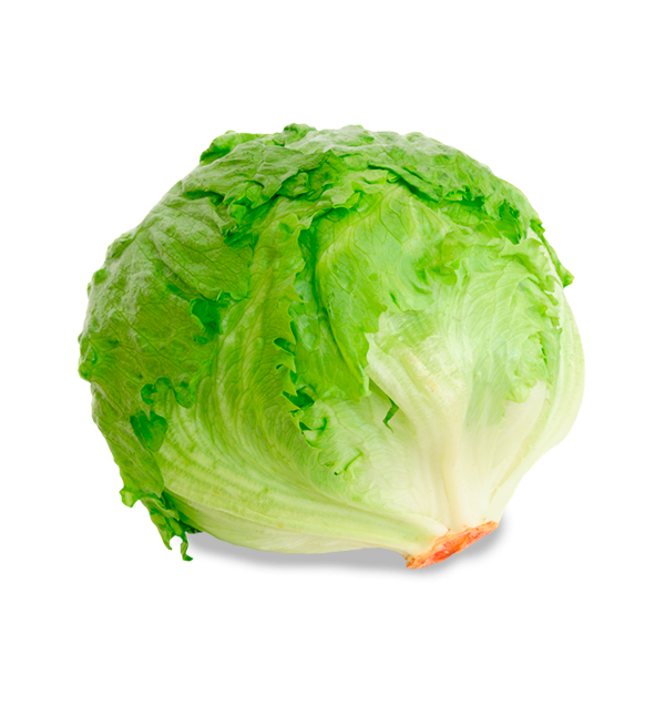 Lattuga Iceberg HORECA | Fornitori di Lattuga Iceberg per Hotel e Ristoranti
