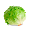 Lechuga Iceberg HORECA | Proveedores de Lechuga Iceberg para Hoteles y Restaurantes