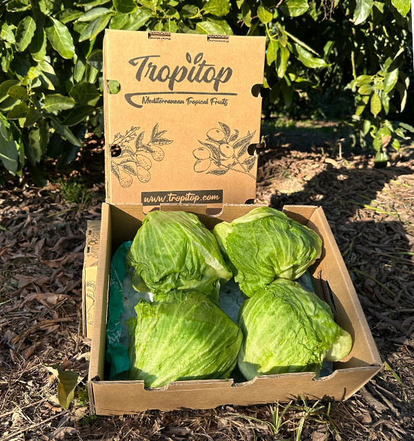 Lattuga Iceberg HORECA | Fornitori di Lattuga Iceberg per Hotel e Ristoranti