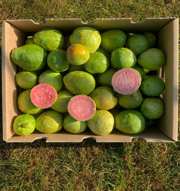 Guayaba HORECA | Proveedores de Guayaba para Hoteles y restaurantes